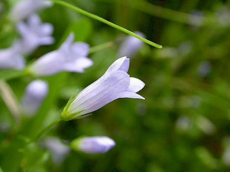 Ivy-leaved Bellflower