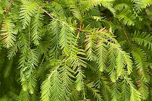 Metasequoia glyptostroboides Dawn Redwood