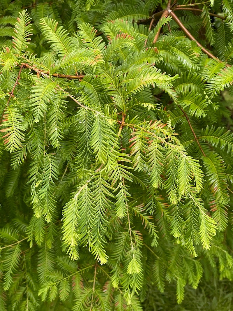 Metasequoia glyptostroboides - © Charles Hipkin