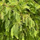 Metasequoia glyptostroboides