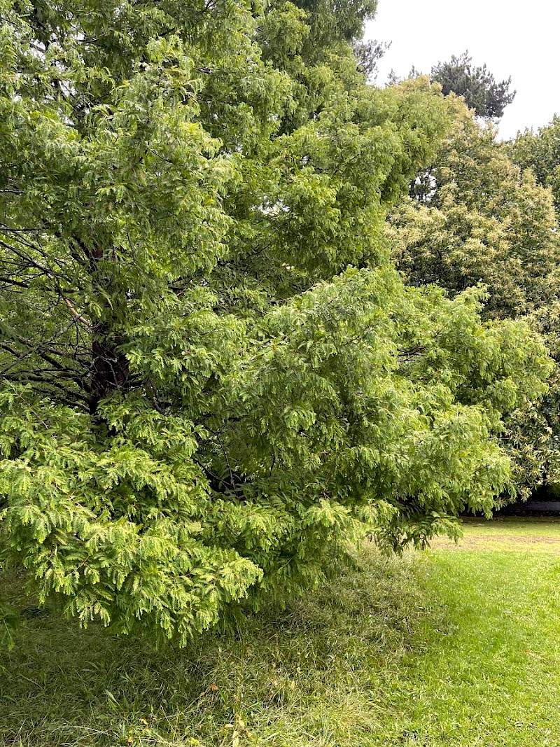 Metasequoia glyptostroboides - © Charles Hipkin