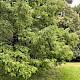 Metasequoia glyptostroboides