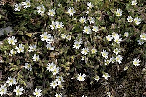 Cerastium pumilum Dwarf Mouse-ear