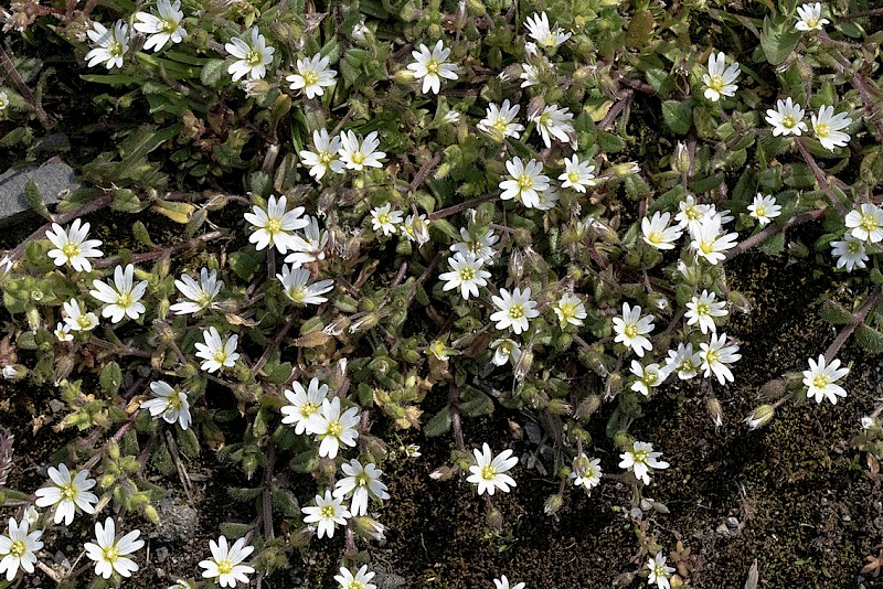 Cerastium pumilum - © Charles Hipkin