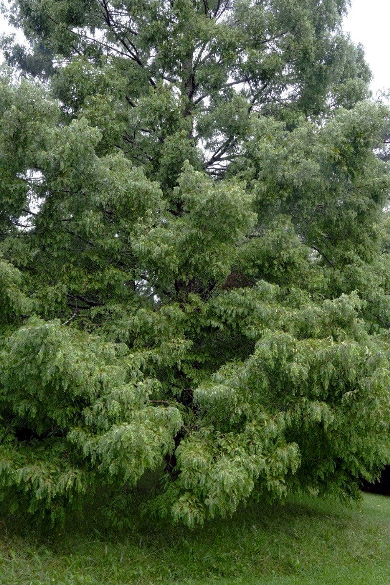 Metasequoia glyptostroboides - © Charles Hipkin