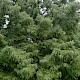 Metasequoia glyptostroboides