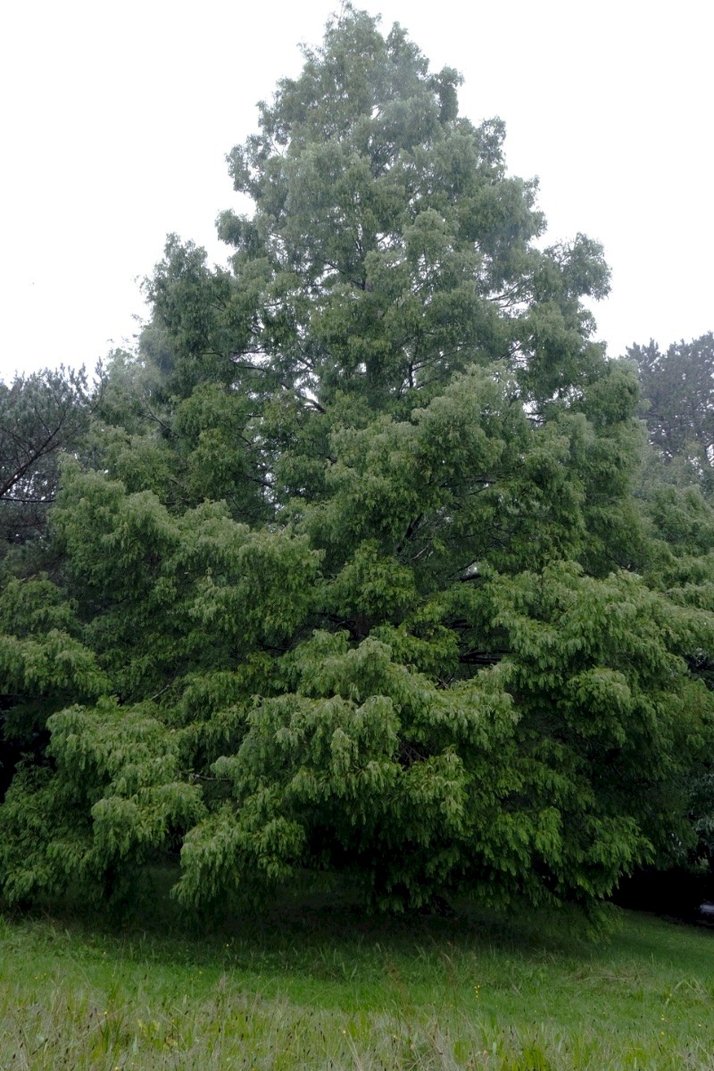 Metasequoia glyptostroboides - © Charles Hipkin