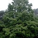 Metasequoia glyptostroboides