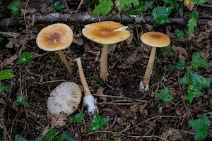 Amanita crocea Orange Grisette