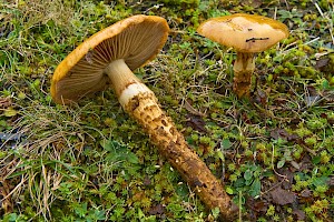 Cortinarius trivialis Girdled Webcap