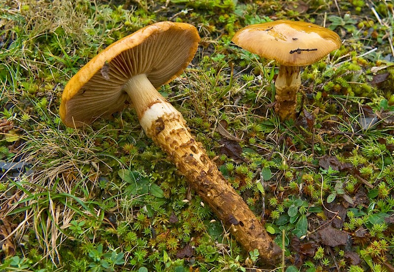 Cortinarius trivialis - © Charles Hipkin