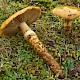 Cortinarius trivialis