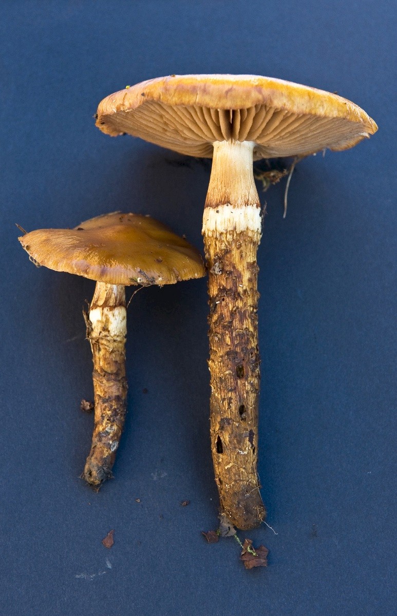 Cortinarius trivialis - © Charles Hipkin