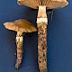 Cortinarius trivialis