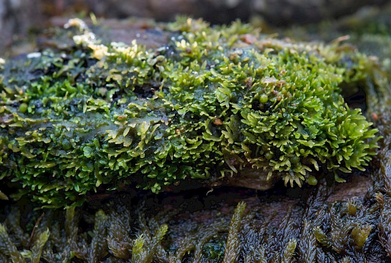 Riccardia palmata - © Charles Hipkin