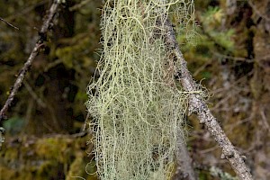 Usnea articulata String-of-sausage Lichen