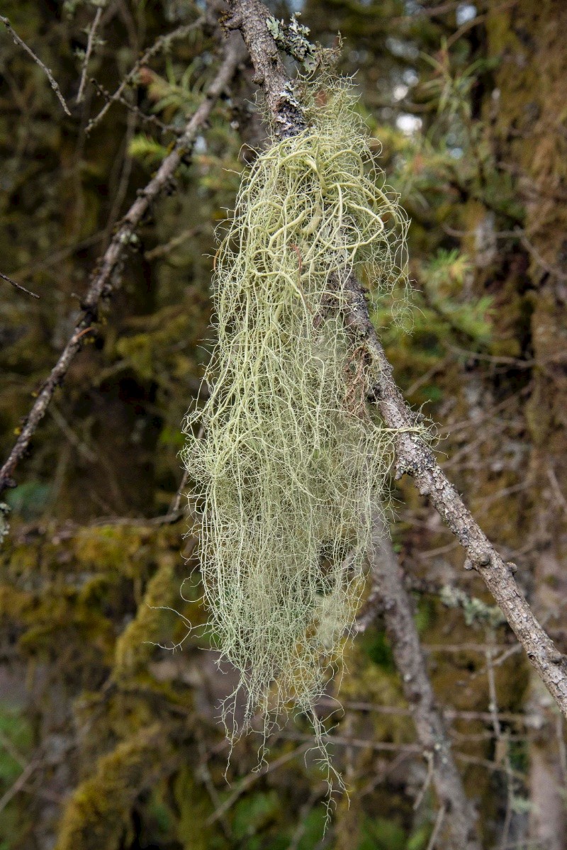 Usnea articulata - © Charles Hipkin