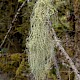 Usnea articulata