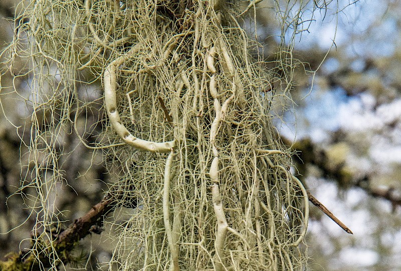 Usnea articulata - © Charles Hipkin