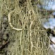 Usnea articulata