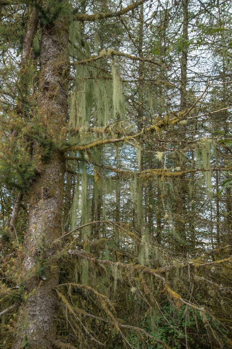 Usnea articulata - © Charles Hipkin