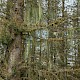 Usnea articulata