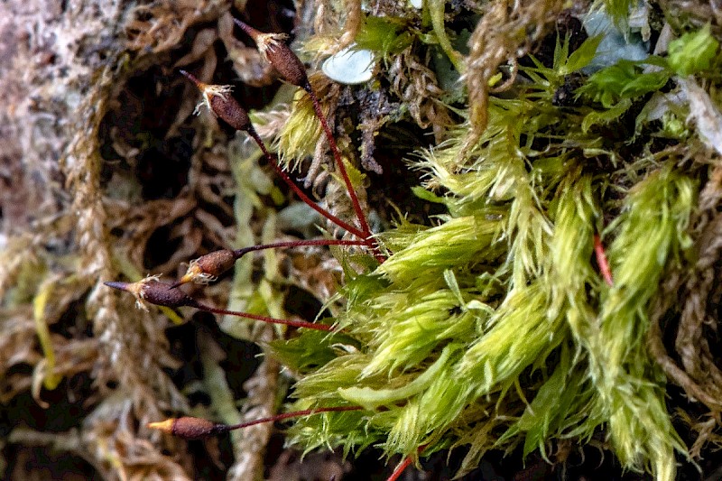 Daltonia splachnoides - © Charles Hipkin