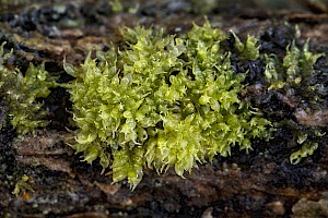 Colura calyptrifolia Fingered Cowlwort