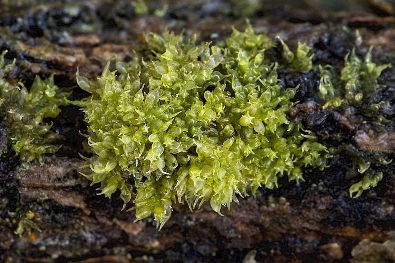 Colura calyptrifolia - © Charles Hipkin