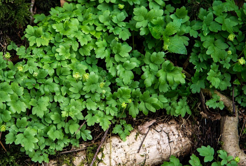 Adoxa moschatellina - © Charles Hipkin