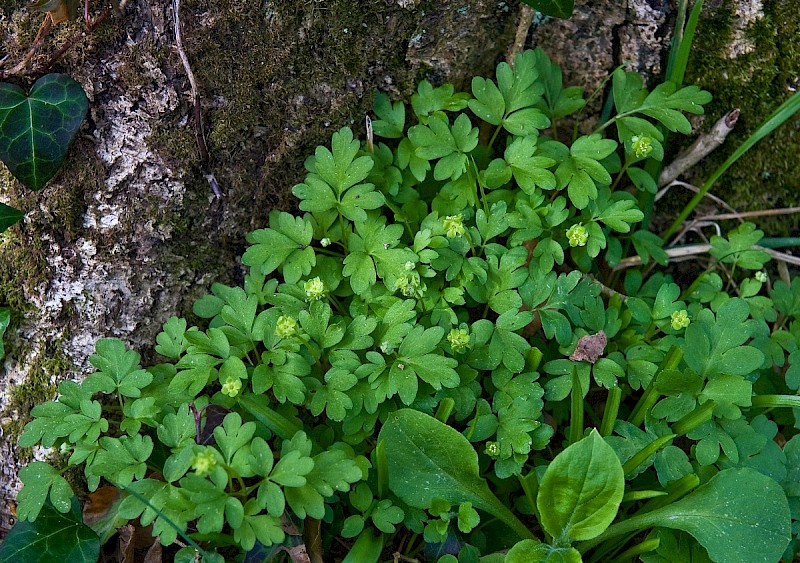 Adoxa moschatellina - © Charles Hipkin