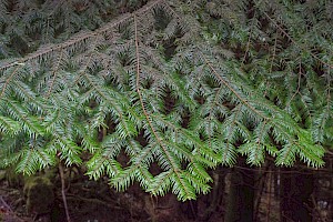 Abies grandis Giant Fir