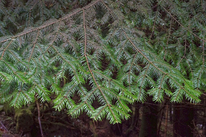 Abies grandis - © Charles Hipkin