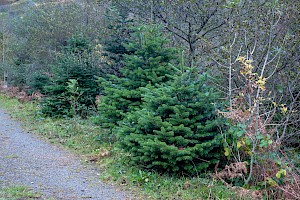 Abies nordmanniana Caucasian Fir