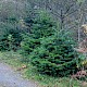 Abies nordmanniana