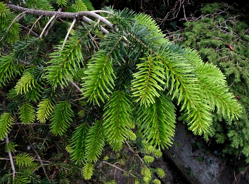 Abies nordmanniana - © Charles Hipkin