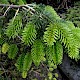 Abies nordmanniana