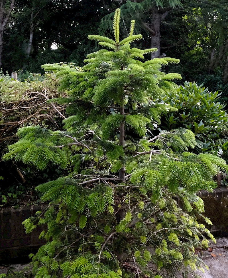 Abies nordmanniana - © Charles Hipkin