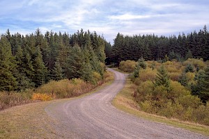 Picea sitchensis Sitka Spruce