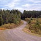 Picea sitchensis