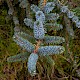 Picea sitchensis