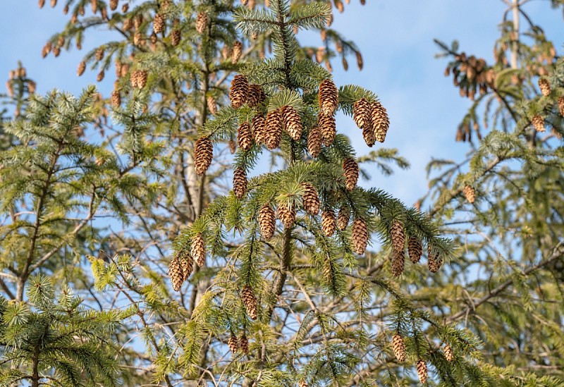 Picea sitchensis - © Charles Hipkin