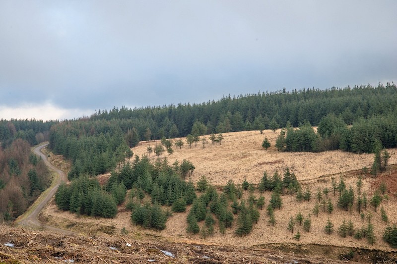 Picea sitchensis - © Charles Hipkin