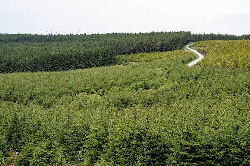 Picea sitchensis - © Charles Hipkin