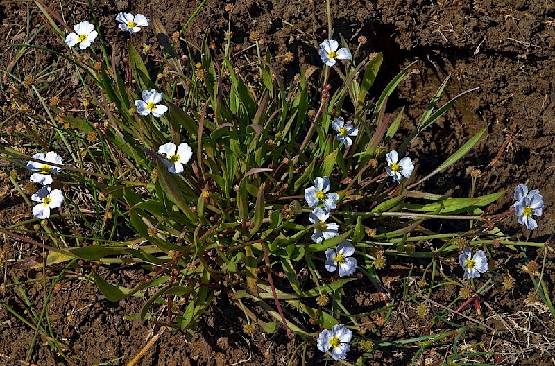 Baldellia ranunculoides - © Charles Hipkin