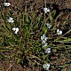 Baldellia ranunculoides