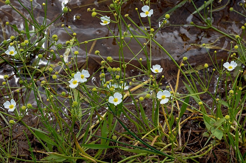 Baldellia ranunculoides - © Charles Hipkin