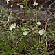 Baldellia ranunculoides