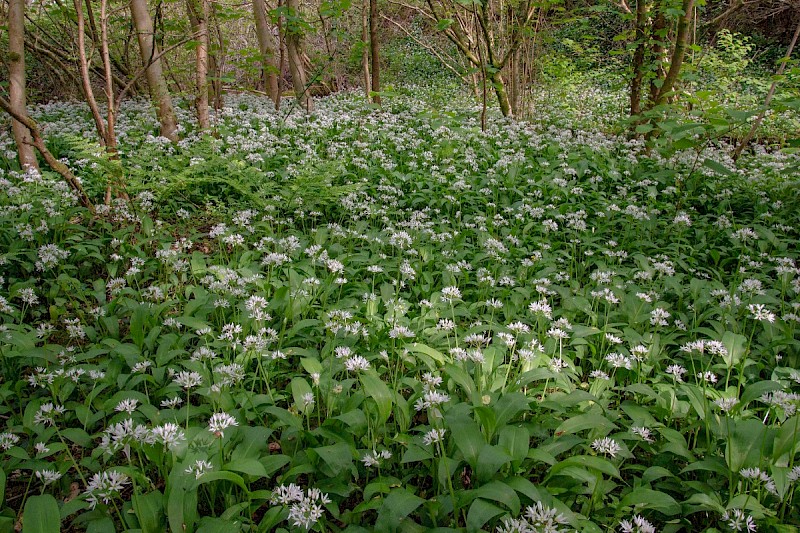 Allium ursinum - © Charles Hipkin