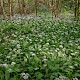 Allium ursinum